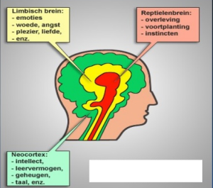 Brein 3